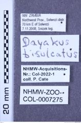 Etiketten zu Dayakus bisulcatus (Fleutiaux, 1935) (NHMW-ZOO-COL-0007275)